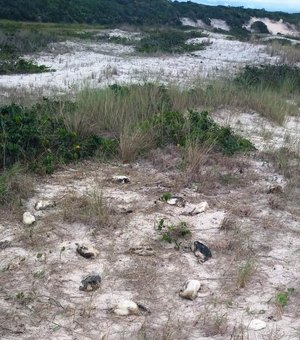 Mais de 50 pinguins são achados mortos em praia de SP