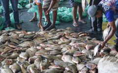 20 toneladas de peixe foram adquiridas pelo município