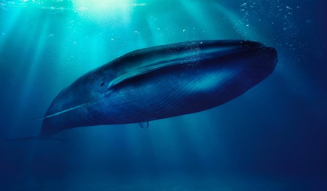 Baleia Azul: jogo ligado às mortes de dois jovens requer atenção dos pais