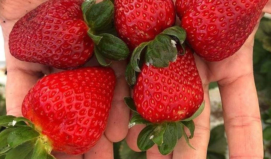 Morango, tomate, mamão e alface são alguns dos alimentos com maior nível de contaminação por agrotóxicos