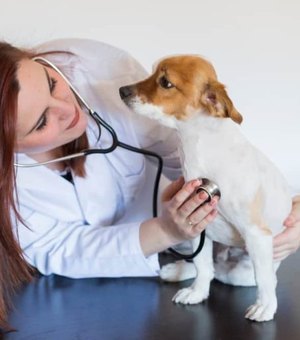 Chega ao Brasil o primeiro remédio para tratar câncer em cães