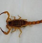 Existe uma invasão de escorpiões em Arapiraca, afirma biólogo do CCZ