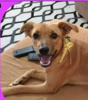 Família procura por cadela desaparecida desde o sábado (3) em Arapiraca