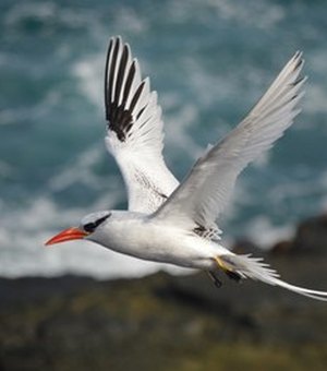 Ufal será representada em projeto nacional sobre aves marinhas do Brasil