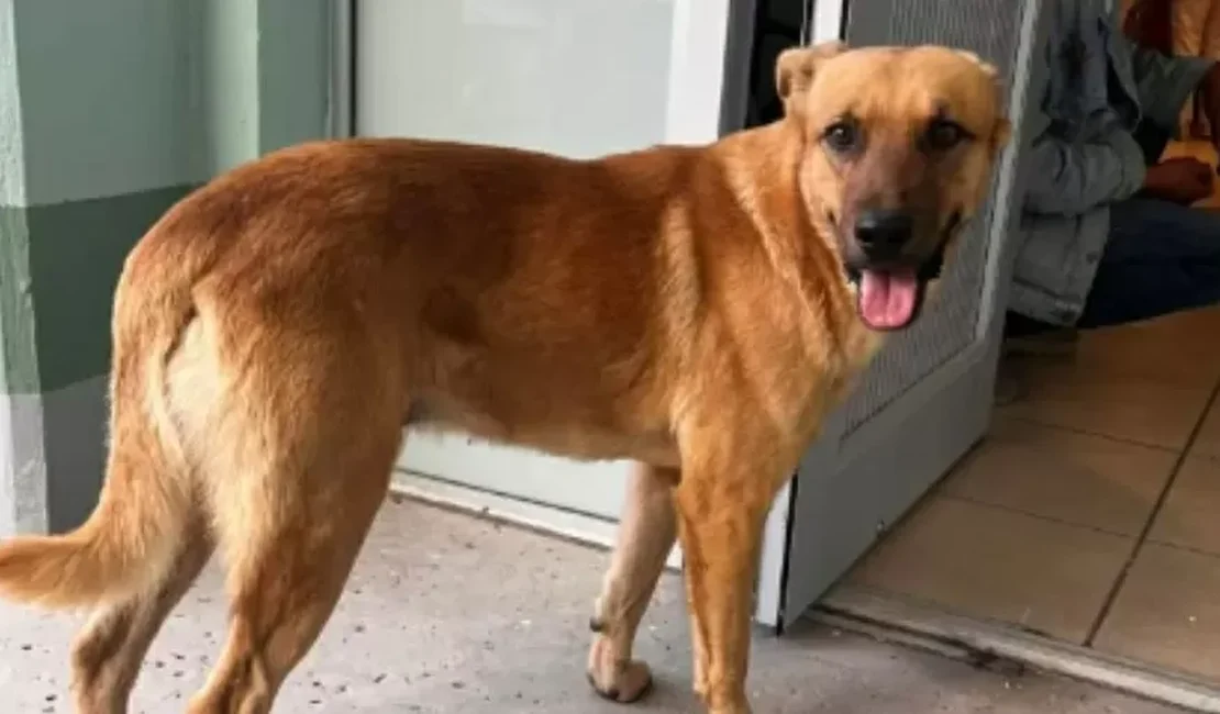Cachorro ajuda polícia a encontrar dono desaparecido no México
