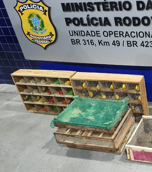 PRF prende dois homens e recupera 280 pássaros silvestres nas BRs de Alagoas