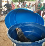 Lobo marinho é encontrado com vida na praia do Pontal de Coruripe