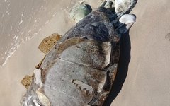 Tartaruga foi encontrada morta na Praia de Peroba