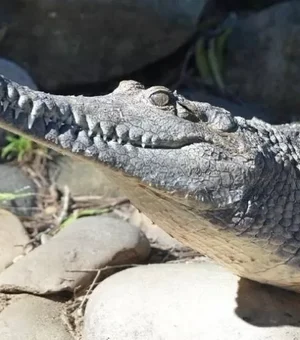 Com apenas uma mão, homem se salva de crocodilo que o atacou na Austrália