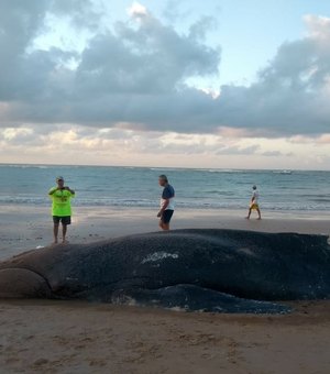 Baleia é encontrada morta na Praia de Lagoa do Pau, em Coruripe