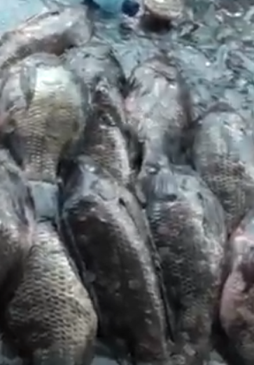 [Vídeo] Semana Santa aquece venda de peixes e frutos do mar em Arapiraca