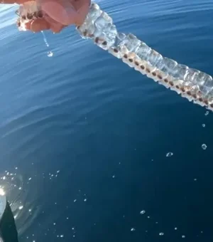 Criatura marinha transparente surpreende explorador em mar dos EUA