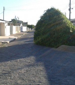 Árvore de grande porte cai no meio da rua em Arapiraca