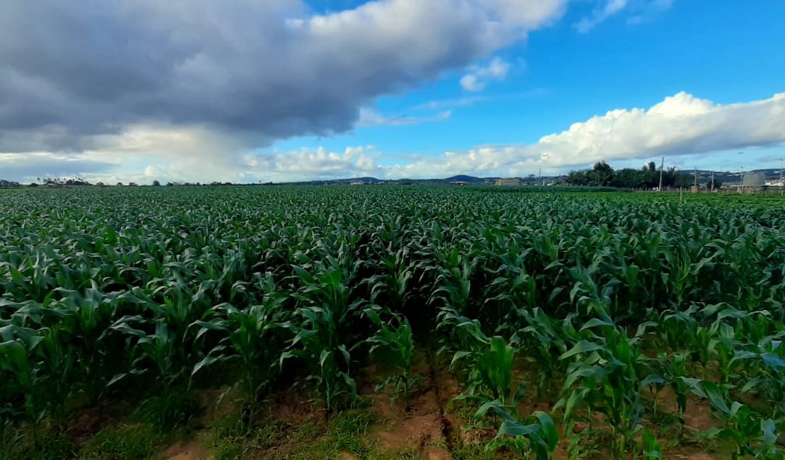 [Vídeo] Áreas de plantações  de milho aumentam na zona rural de Arapiraca