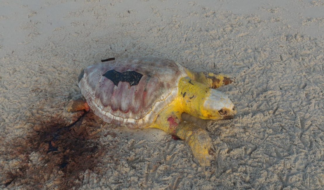 Tartaruga marinha é encontrada morta na Praia do Francês