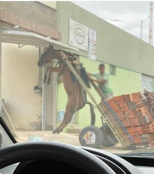 Polícia apreende mula que era usada para transportar material de construção no RJ