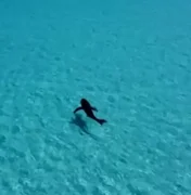 Tubarão é flagrado por drone após atacar mulher e deixar 'rastro de sangue'