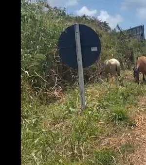 [vídeo] Cavalos soltos causam perigo na rodovia AL 101 Norte