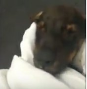Filhote de cachorro é resgatado após dona colocar animal dentro de máquina lavar 