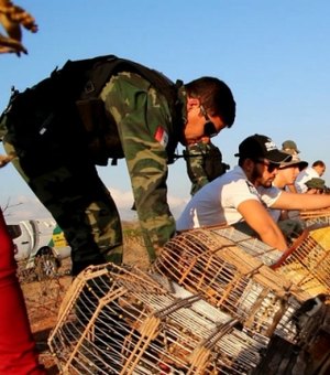 Mais de dois mil animais são resgatados durante fiscalização no Agreste e Sertão