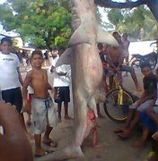 Tubarão-martelo é pescado na praia de Pontal do Coruripe