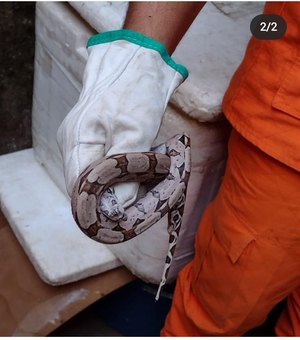 Bombeiros capturam cobra jiboia na Grota de Maragogi