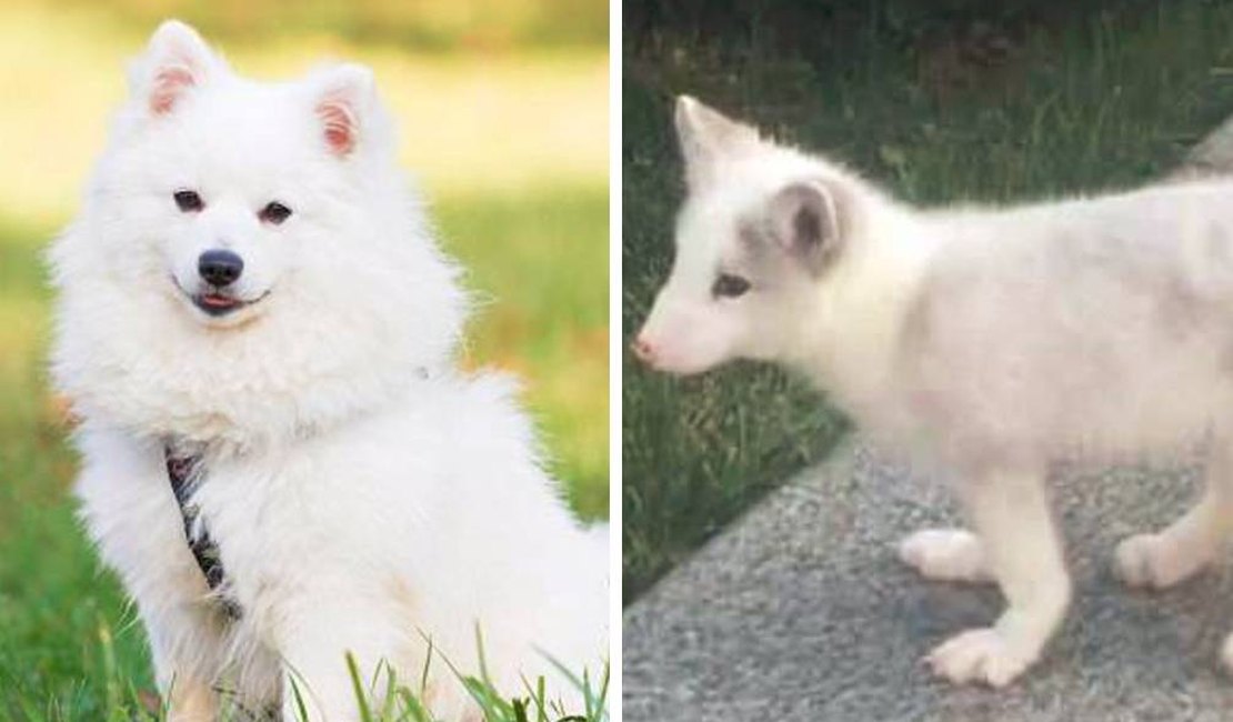 Mulher fica chocada ao descobrir que filhote de 680 reais não é cachorro