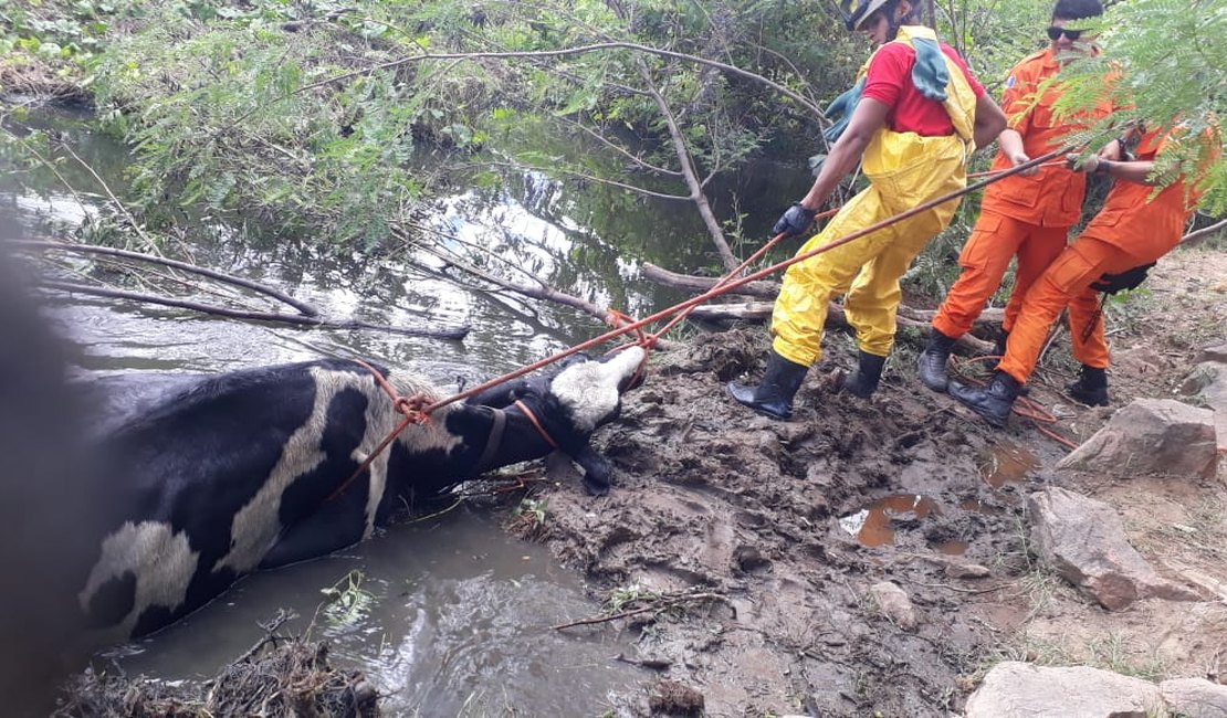 Bombeiros resgatam vaca que ficou atolada na lama em Delmiro Gouveia 