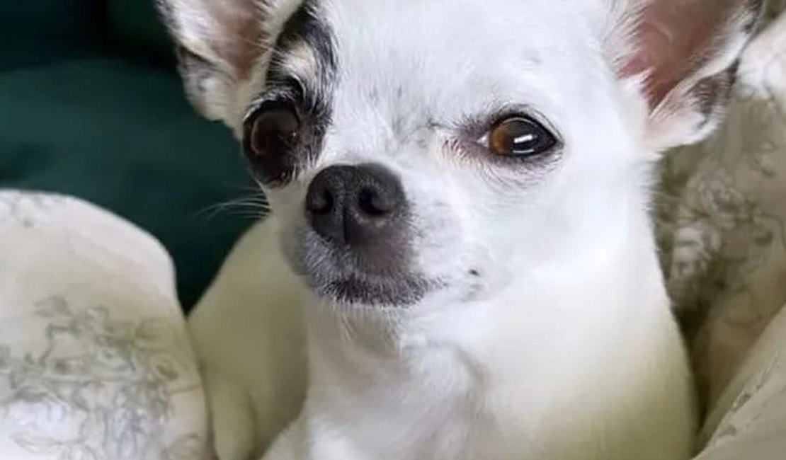 Família de Arapiraca procura cadela Chihuahua desaparecida no bairro Novo Horizonte