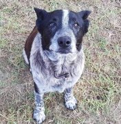Cão surdo e parcialmente cego ajuda a resgatar menina desaparecida na Austrália