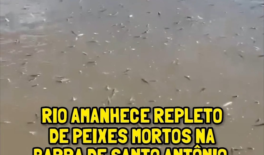 Centenas de peixes são encontrados mortos na Barra de Santo Antônio