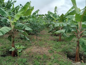 Emater realiza dia de campo para discutir manejo e adubação do solo no cultivo da banana em Branquinha