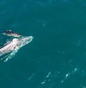 Tubarão é filmado 'afogando' enorme baleia em ataque assustador