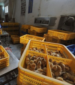 Governo chinês relata 1º caso humano de gripe aviária H10N3