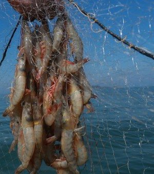 Milícia lucra R$ 1, 2 milhão com pesca de camarão rosa proibido no litoral do Rio