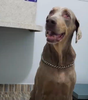 Devido a decisão judicial, tutor de cão eutanasiado recolhe corpo do animal