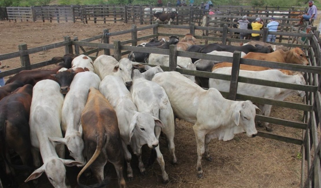 Prefeitura convoca criadores de bovinos para vacinar rebanhos contra a febre aftosa