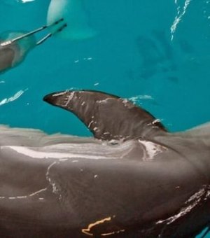 Morre, aos 16 anos, golfinho que estrelou o filme Winter, O Golfinho