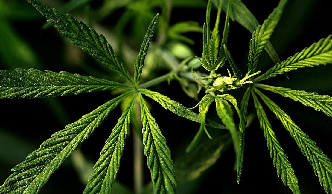Fumar maconha aumenta o risco de complicações do coronavírus