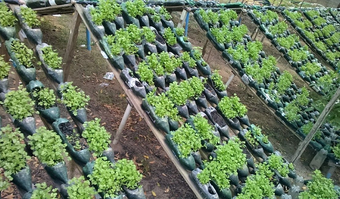 Agricultor arapiraquense utiliza garrafas pet para cultivar hortaliças