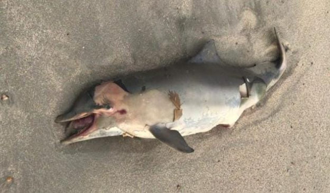 Mergulhador encontra golfinho morto na praia de Maragogi