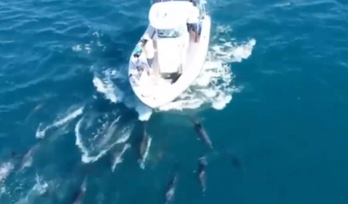 Golfinhos e baleias dão show em Copacabana no Rio de Janeiro 