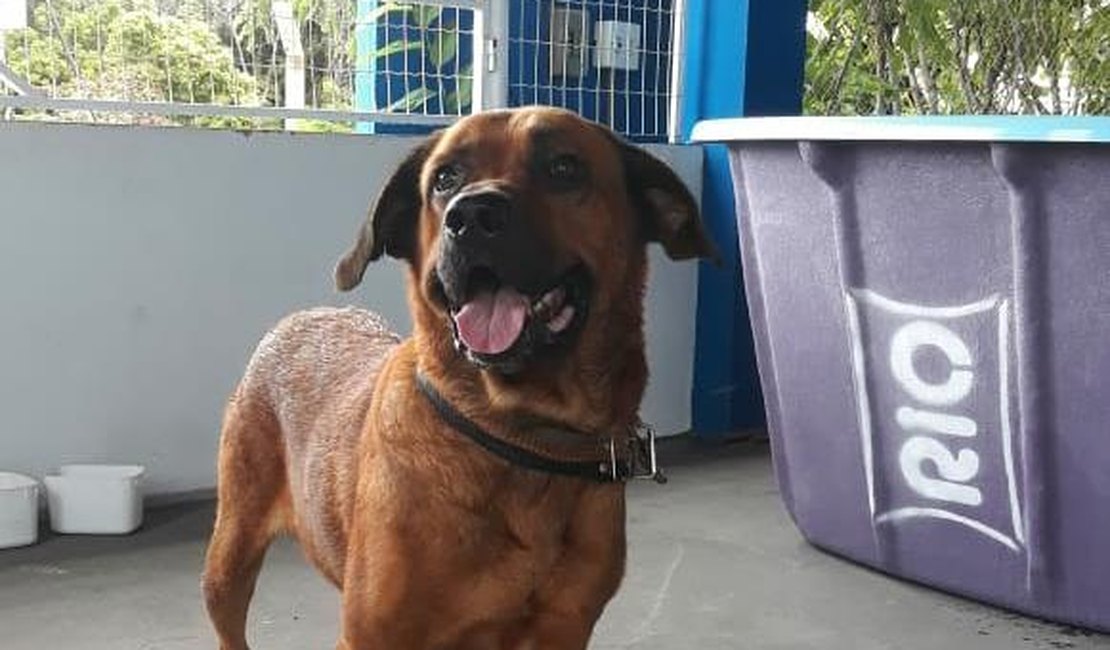 Cachorro perdido é resgatado na AL-101 Sul