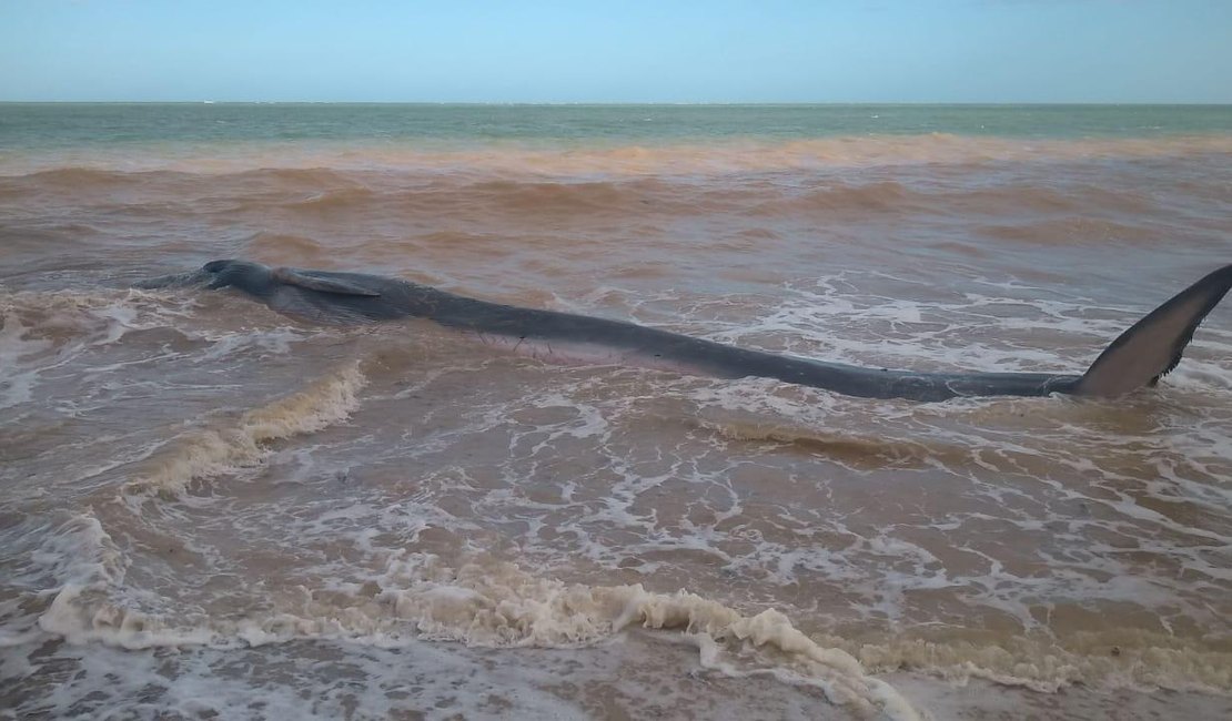 [Vídeo] Baleia viva encalha em praia da Barra de Santo Antônio