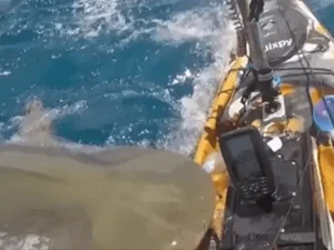 Vídeo: tubarão-tigre ataca caiaque de pescador