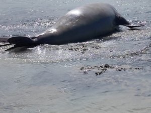 Elefante-marinho chama atenção ao aparecer na Praia de Antunes (Maragogi)