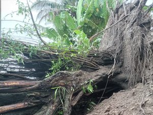 Árvore desaba em quintais de residências em Porto Calvo