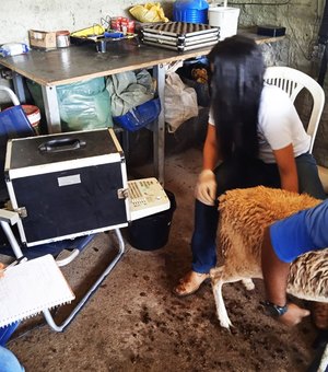 Ovinocaprinocultura ganha incentivo da prefeitura de Arapiraca com estudos e assistência técnica