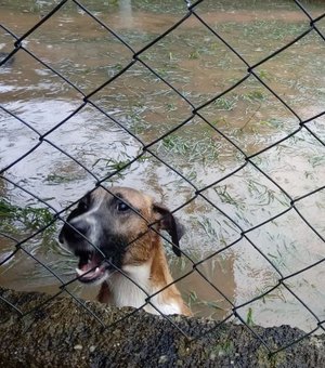 Forte chuva inunda abrigo de animais na Zona Oeste do Rio