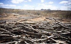 FPI flagra mais de dois hectares de área desmatada em São José da Tapera